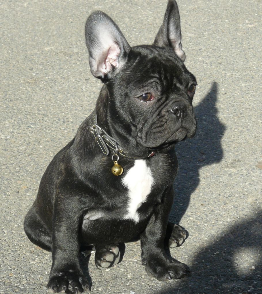 Python  Du Mas Des Petites Garrigues